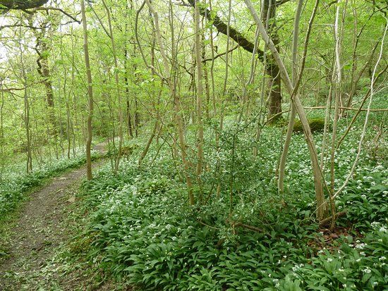 Sea Wood
